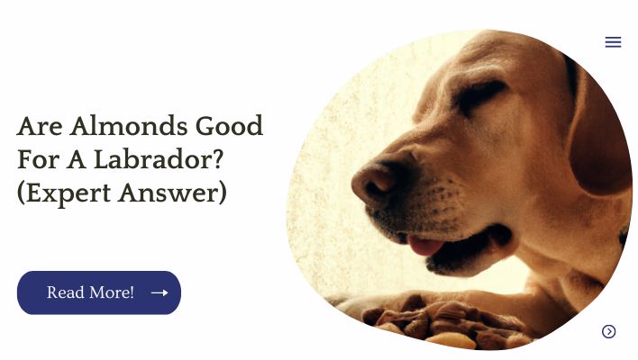 Are Almonds Good For A Labrador? (Expert Answer)