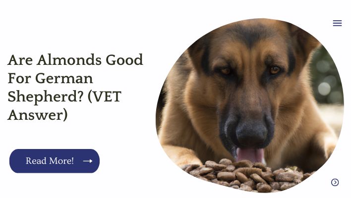 Are almonds good for German shepherd? The answer is yes, but only in small amounts.