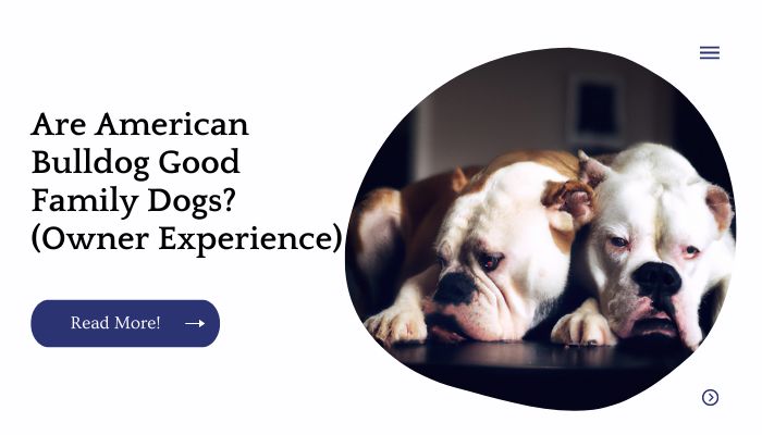 Are American Bulldog Good Family Dogs? (Owner Experience)
