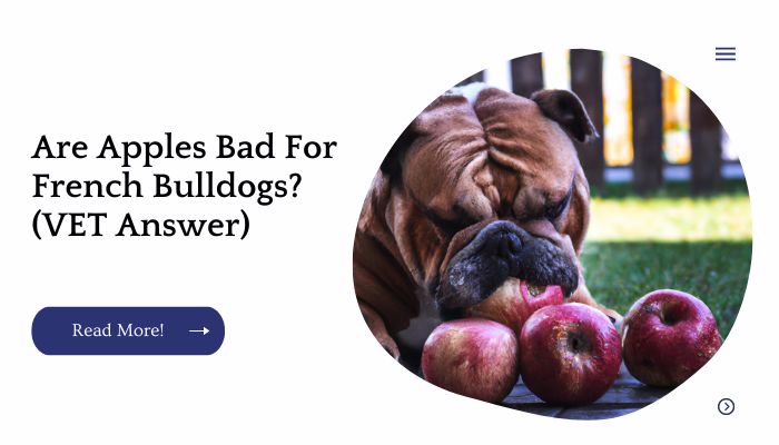 Are Apples Bad For French Bulldogs? (VET Answer)