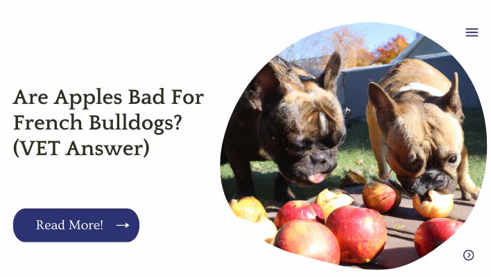 Are Apples Bad For French Bulldogs? (VET Answer)