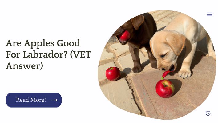 Are Apples Good For Labrador? (VET Answer)