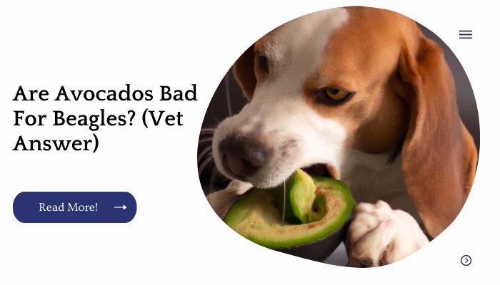 Are Avocados Bad For Beagles? (Vet Answer)