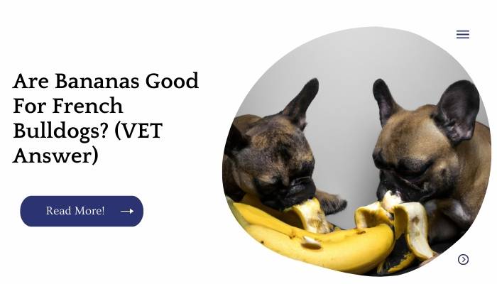 Are Bananas Good For French Bulldogs? (VET Answer)