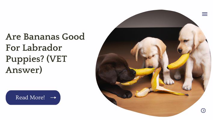 Are Bananas Good For Labrador Puppies (VET Answer)