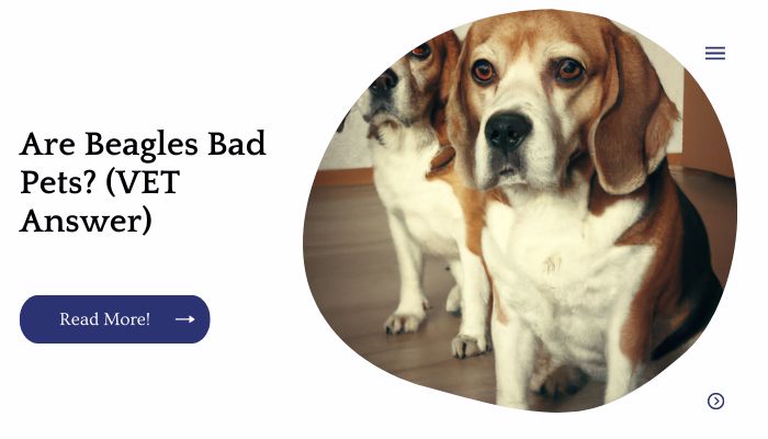 Are Beagle Bad Pets (VET Answer)