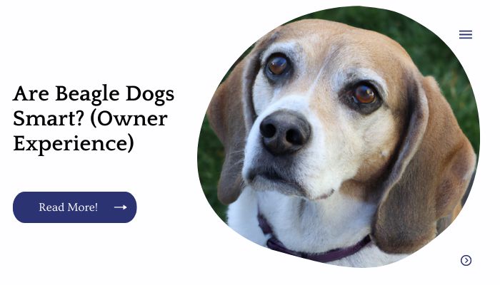 Are Beagle Dogs Smart? (Owner Experience)