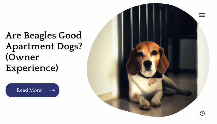 Are Beagle Good Apartment Dogs? (Owner Experience)