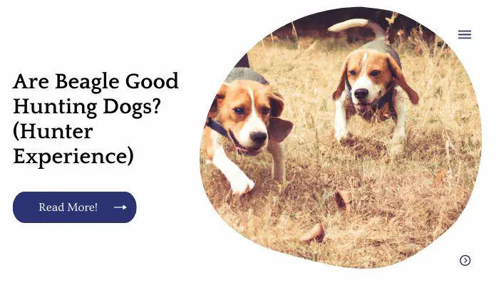 Are Beagle Good Hunting Dogs? (Hunter Experience)