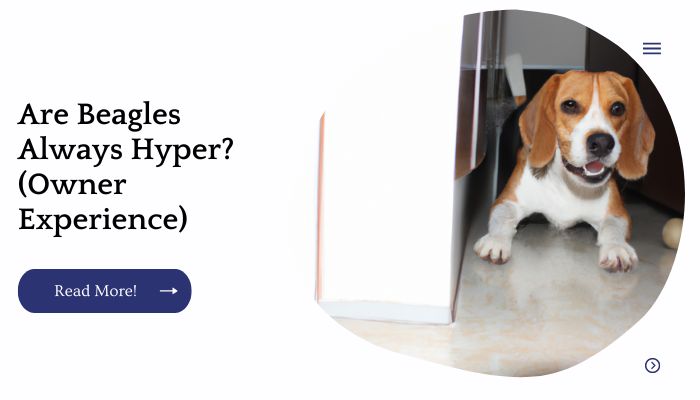 Are Beagles Always Hyper? (Owner Experience)