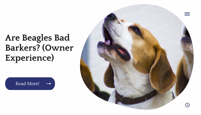 Are Beagles Bad Barkers? (Owner Experience)