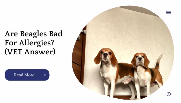 Are Beagles Bad For Allergies? (VET Answer)