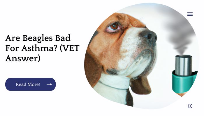 Are Beagles Bad For Asthma? (VET Answer)