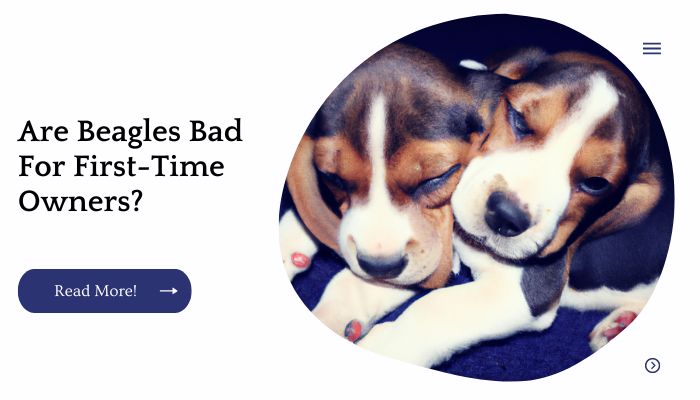 Are Beagles Bad For First Time Owners?