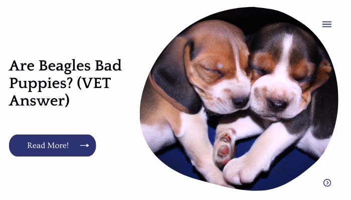 Are Beagles Bad Puppies? (VET Answer)