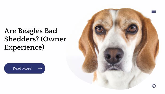 Are Beagles Bad Shedders? (Owner Experience)