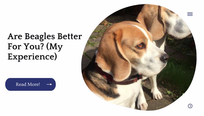 Are Beagles Better For You? (My Experience)