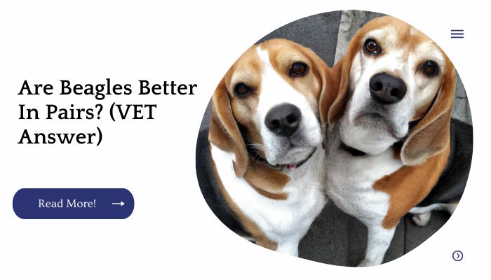 Are Beagles Better In Pairs? (VET Answer)