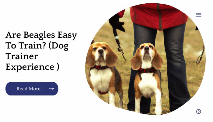 Are Beagles Easy To Train? (Dog Trainer Experience )