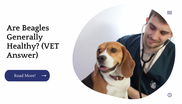 Are Beagles Generally Healthy? (VET Answer)