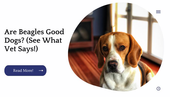 Are Beagles Good Dogs? (See What Vet Says!)