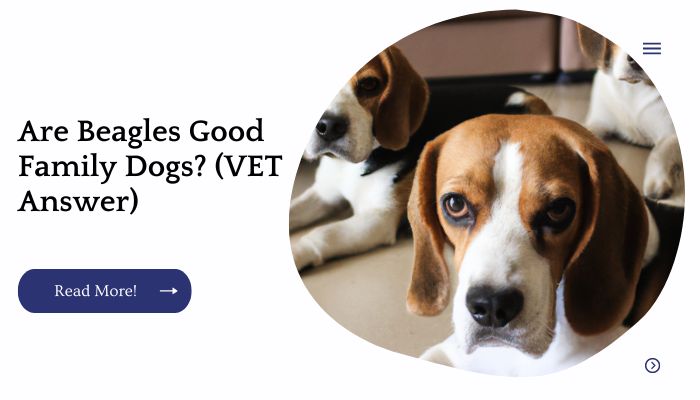 Are Beagles Good Family Dogs? (VET Answer)