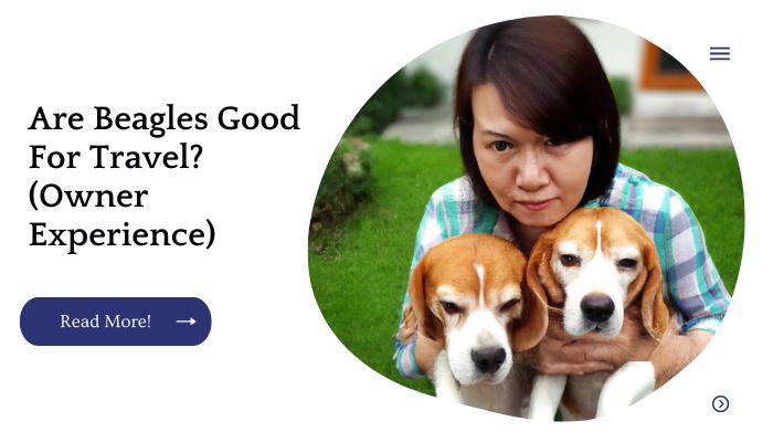 Are Beagles Good For Travel? (Owner Experience)