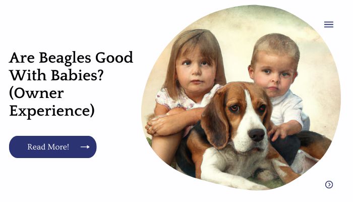 Are Beagles Good With Babies? (Owner Experience)