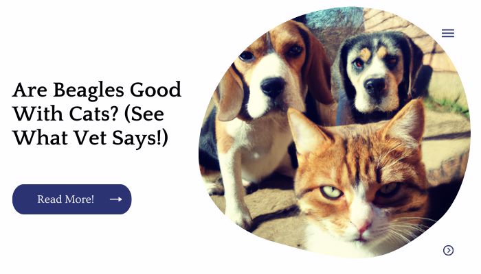 Are Beagles Good With Cats? (See What Vet Says!)