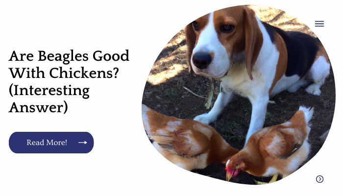 Are Beagles Good With Chickens? (Interesting Answer)