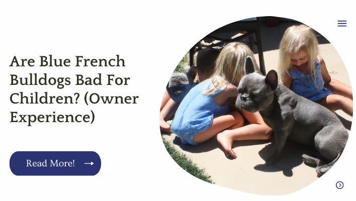 Are Blue French Bulldogs Bad For Children (Owner Experience)