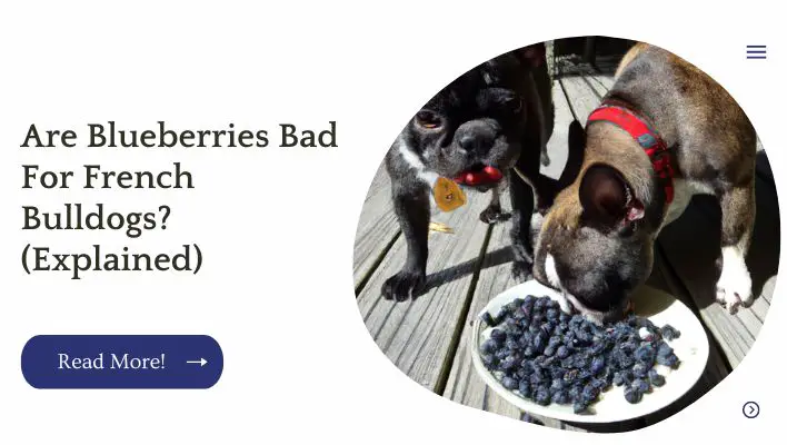 Are Blueberries Bad For French Bulldogs? (Explained)