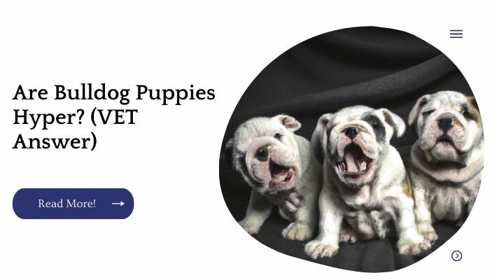 Are Bulldog Puppies Hyper? (VET Answer)