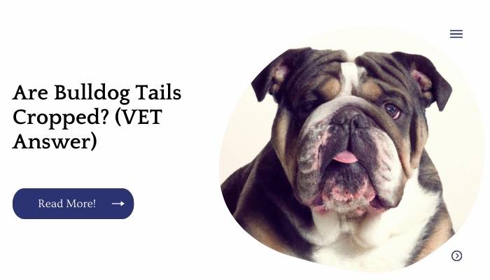 Are Bulldog Tails Cropped? (VET Answer)