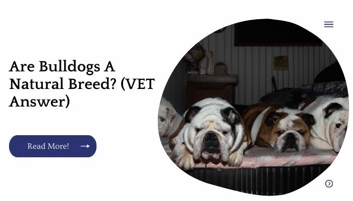 Are Bulldogs A Natural Breed? (VET Answer)