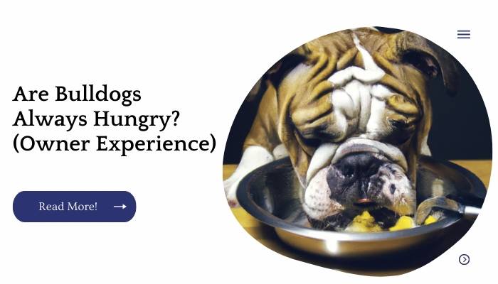 Are Bulldogs Always Hungry? (Owner Experience)