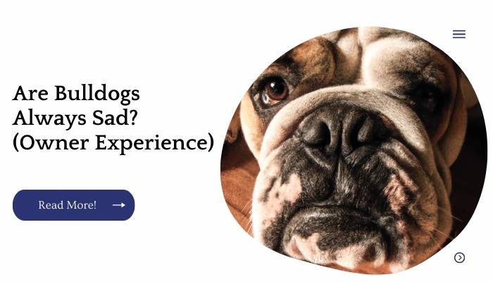 Are Bulldogs Always Sad? (Owner Experience)