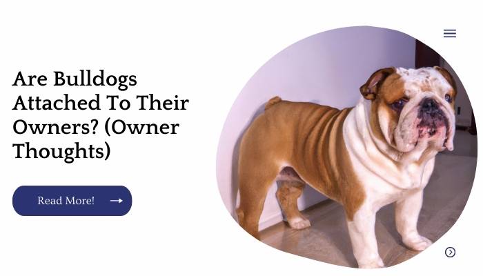 Are Bulldogs Attached To Their Owners? (Owner Thoughts)