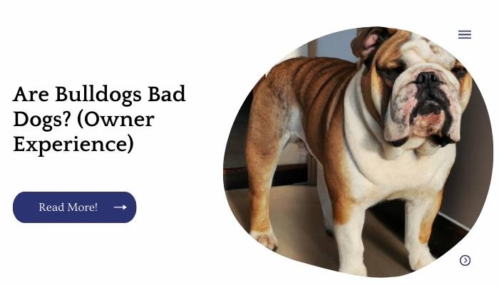 Are Bulldogs Bad Dogs? (Owner Experience)