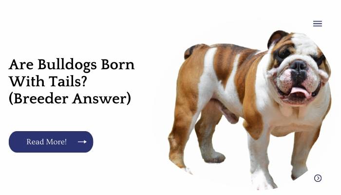 Are Bulldogs Born With Tails? (Breeder Answer)