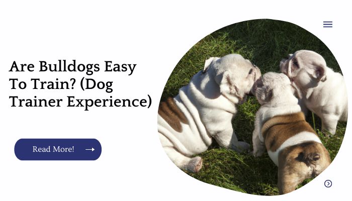 Are Bulldogs Easy To Train? (Dog Trainer Experience)