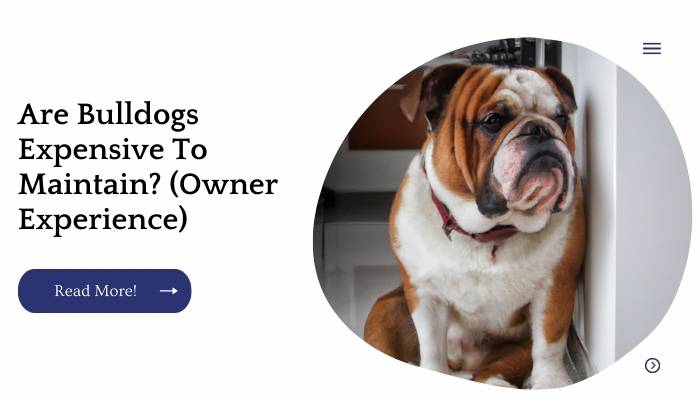 Are Bulldogs Expensive To Maintain? (Owner Experience)