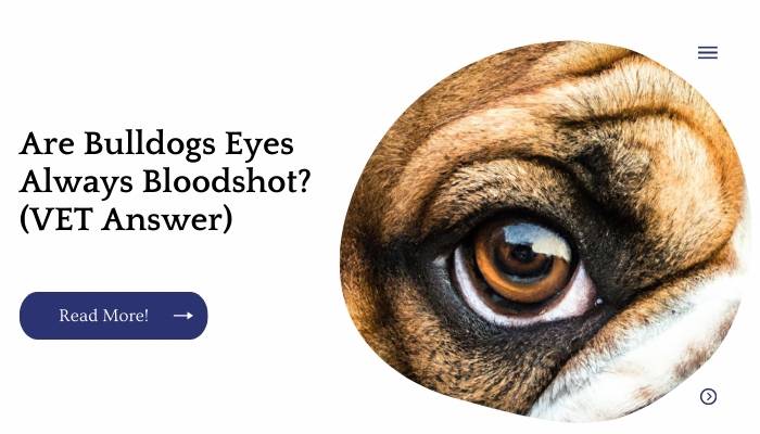 Are Bulldogs Eyes Always Bloodshot? (VET Answer)