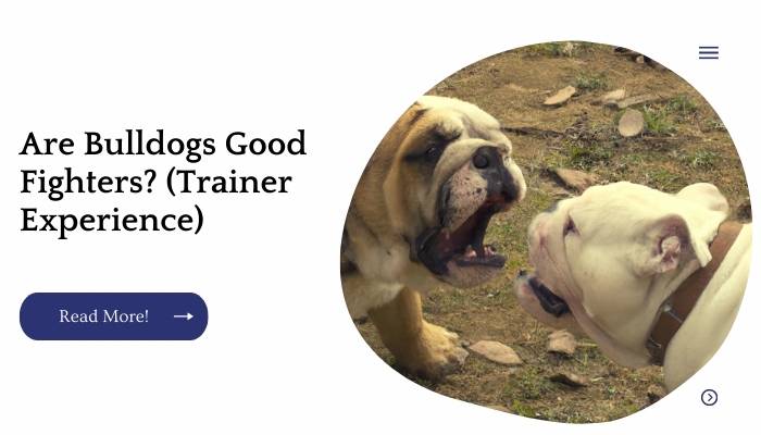 Are Bulldogs Good Fighters? (Trainer Experience)