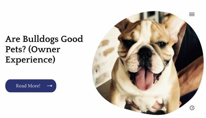 Are Bulldogs Good Pets? (Owner Experience)