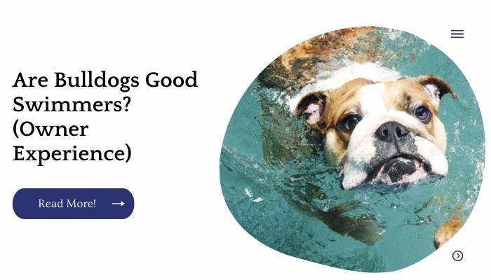 Are Bulldogs Good Swimmers? (Owner Experience)