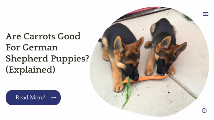 Are Carrots Good For German Shepherd Puppies? (Explained)