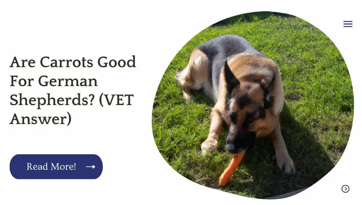 Are Carrots Good For German Shepherds? (VET Answer)