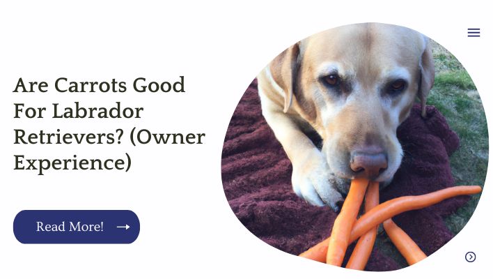 Are Carrots Good For Labrador Retrievers? (Owner Experience)