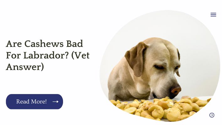 Are Cashews Bad For Labrador? (Vet Answer)